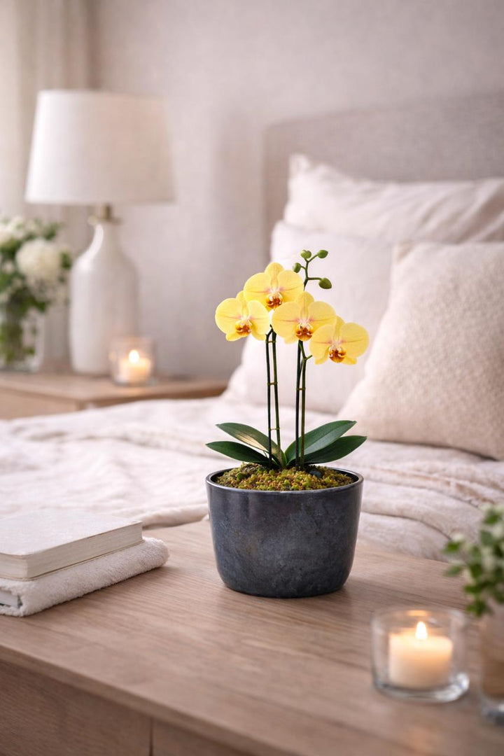 Ester Amarilla (Orquídea Chica)