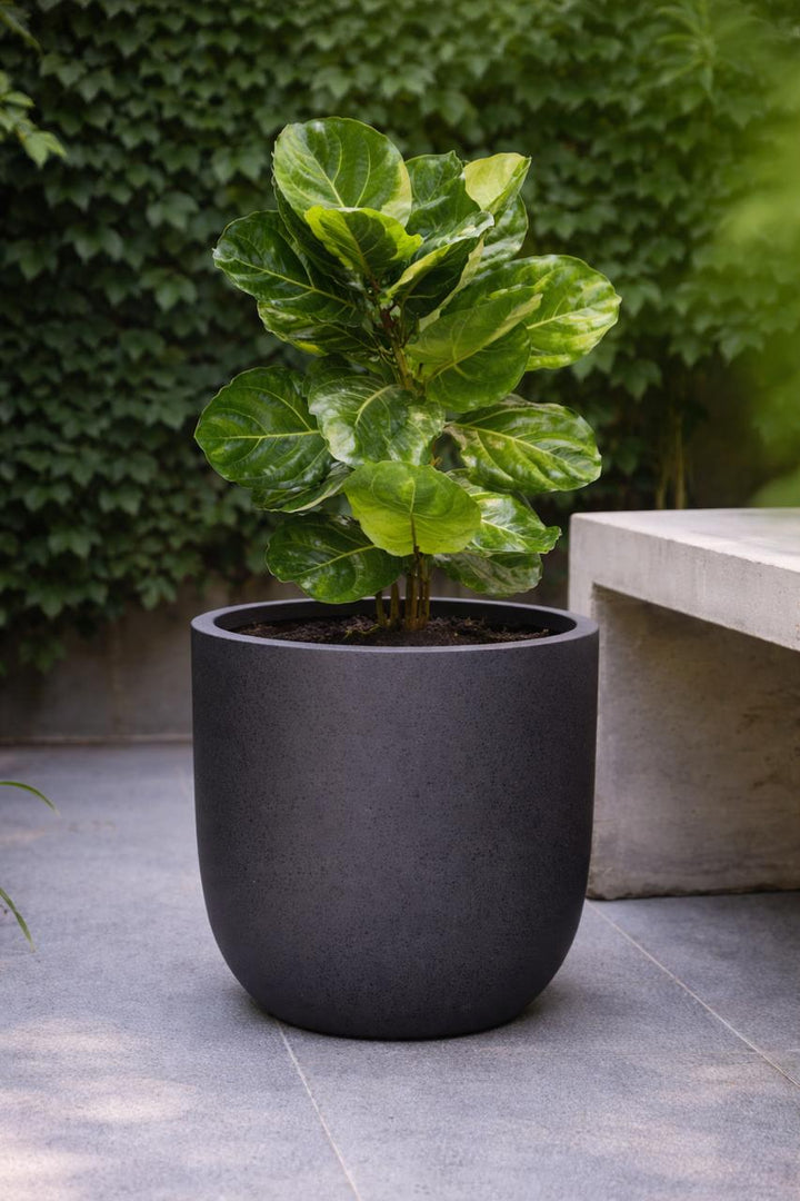 Fidel XL (Ficus Lyrata)