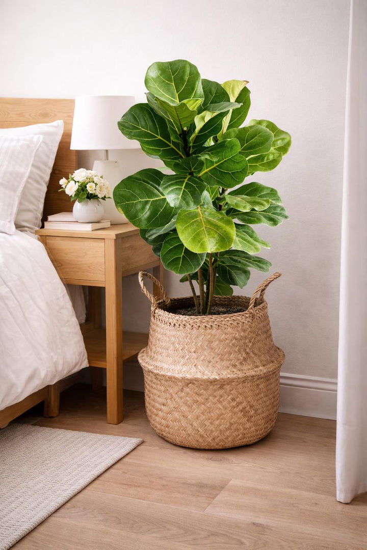 Fidel XL (Ficus Lyrata)