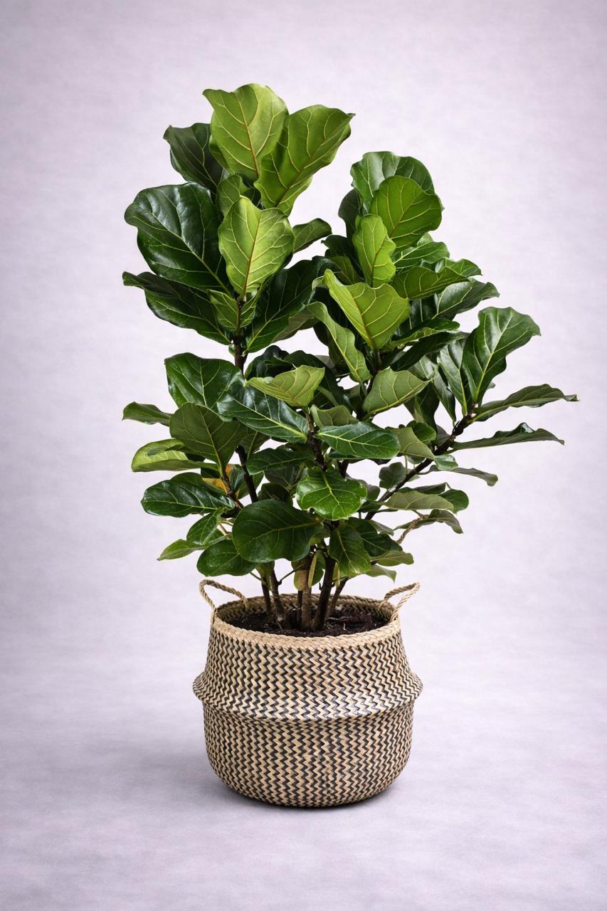 Fidel XXL (Ficus Lyrata)
