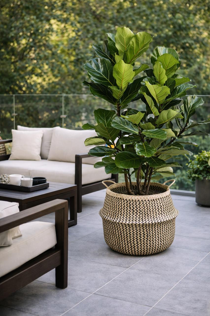 Fidel XXL (Ficus Lyrata)