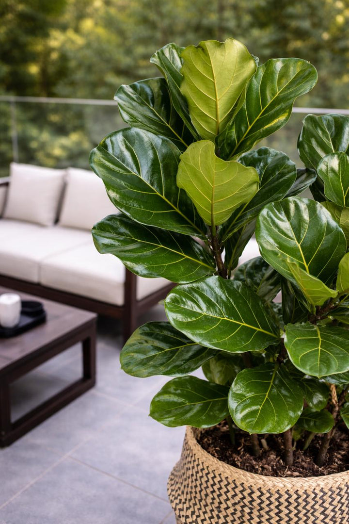 Fidel XXL (Ficus Lyrata)