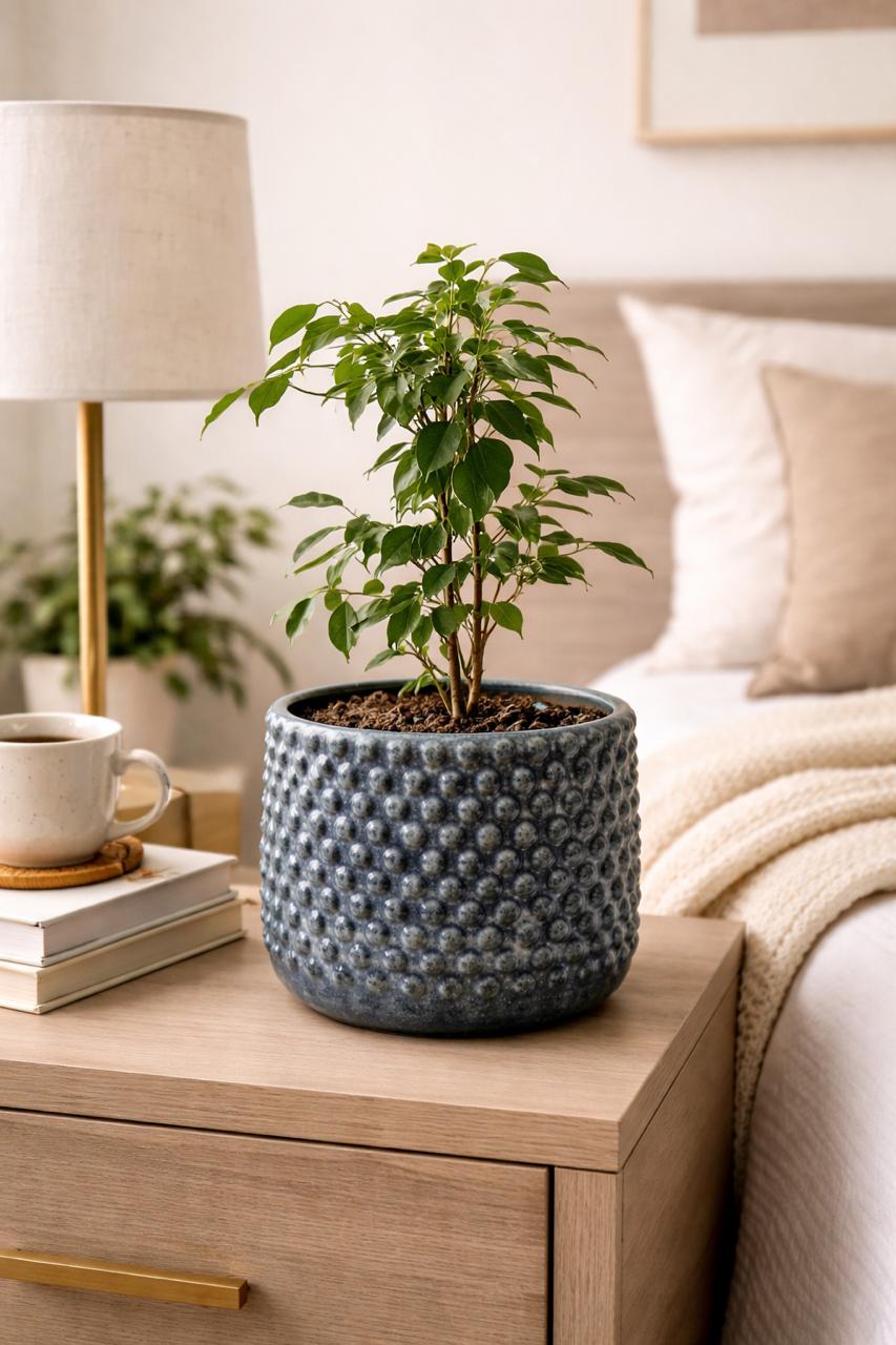 Bill M (Ficus Benjamina)