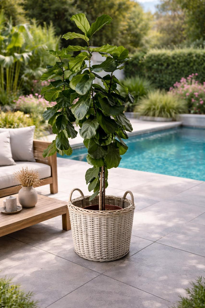 Fidel XXL (Ficus Lyrata)