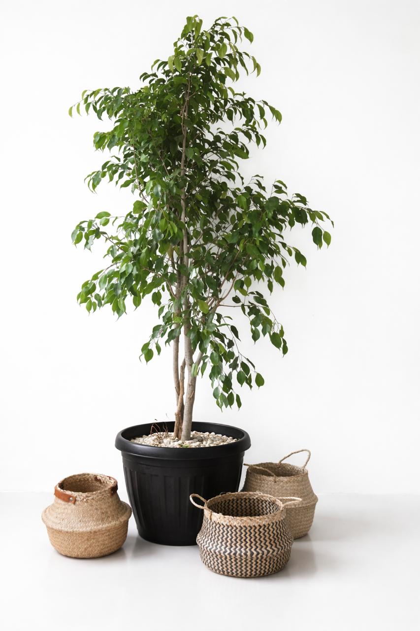 Bill XXL (Ficus Benjamina)