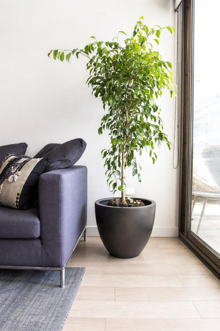 Bill XL (Ficus Benjamina)