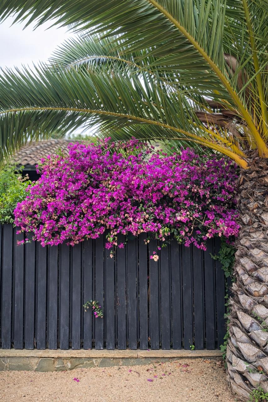 Bugambilia Enredadera