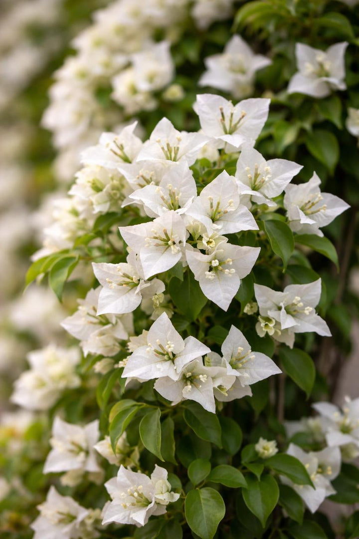 Bugambilia Enredadera XL