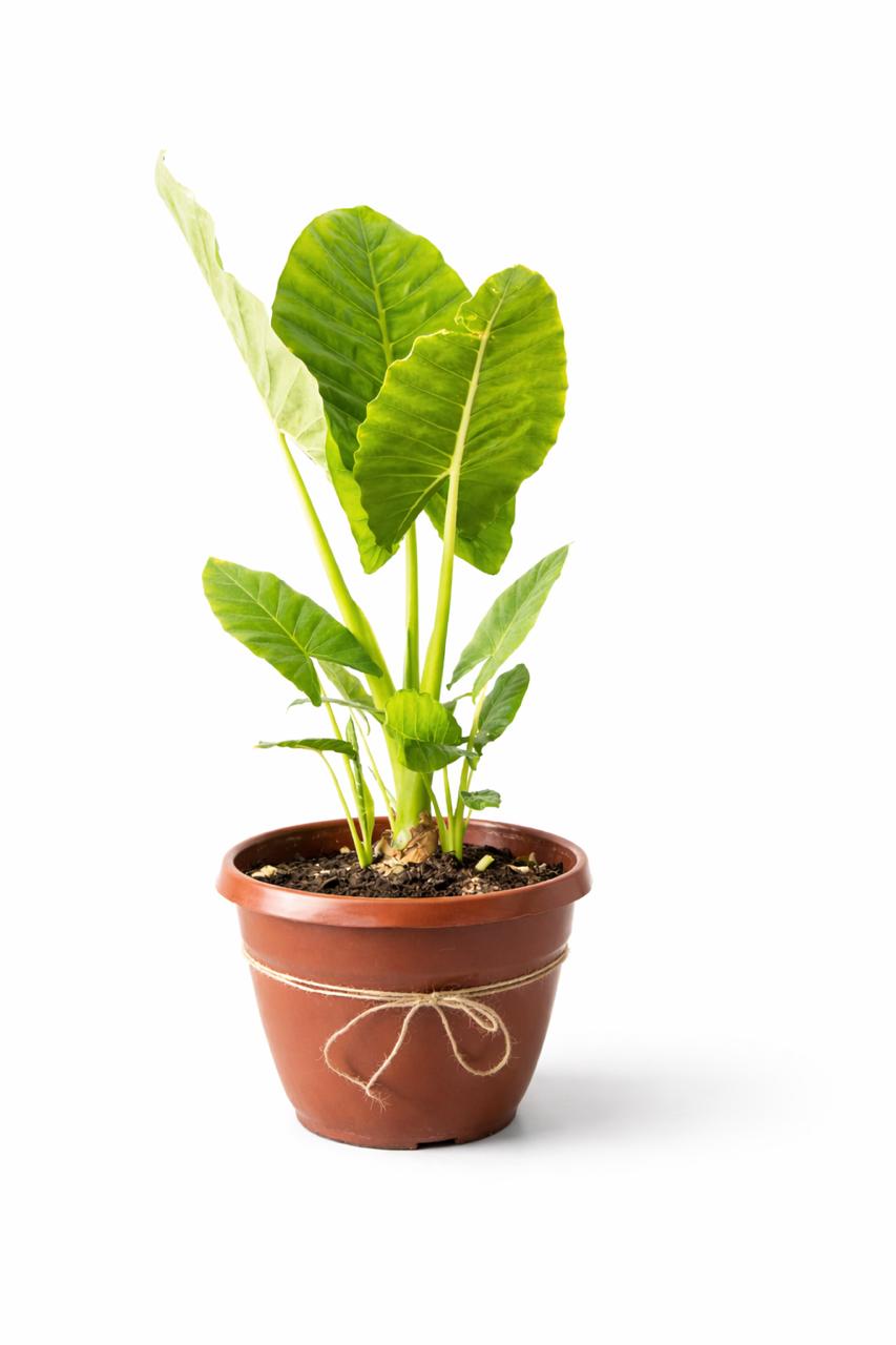 Mowgli XL (Manto de Eva)