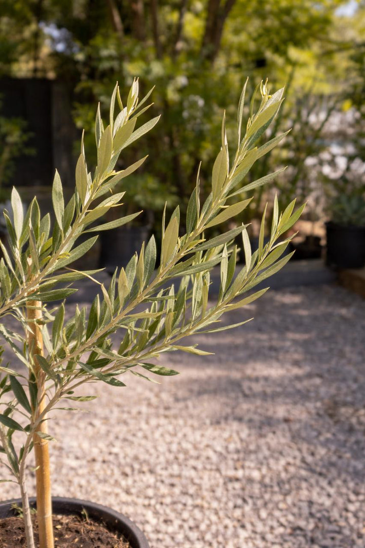 Oliver Pie Alto L (Olivo)