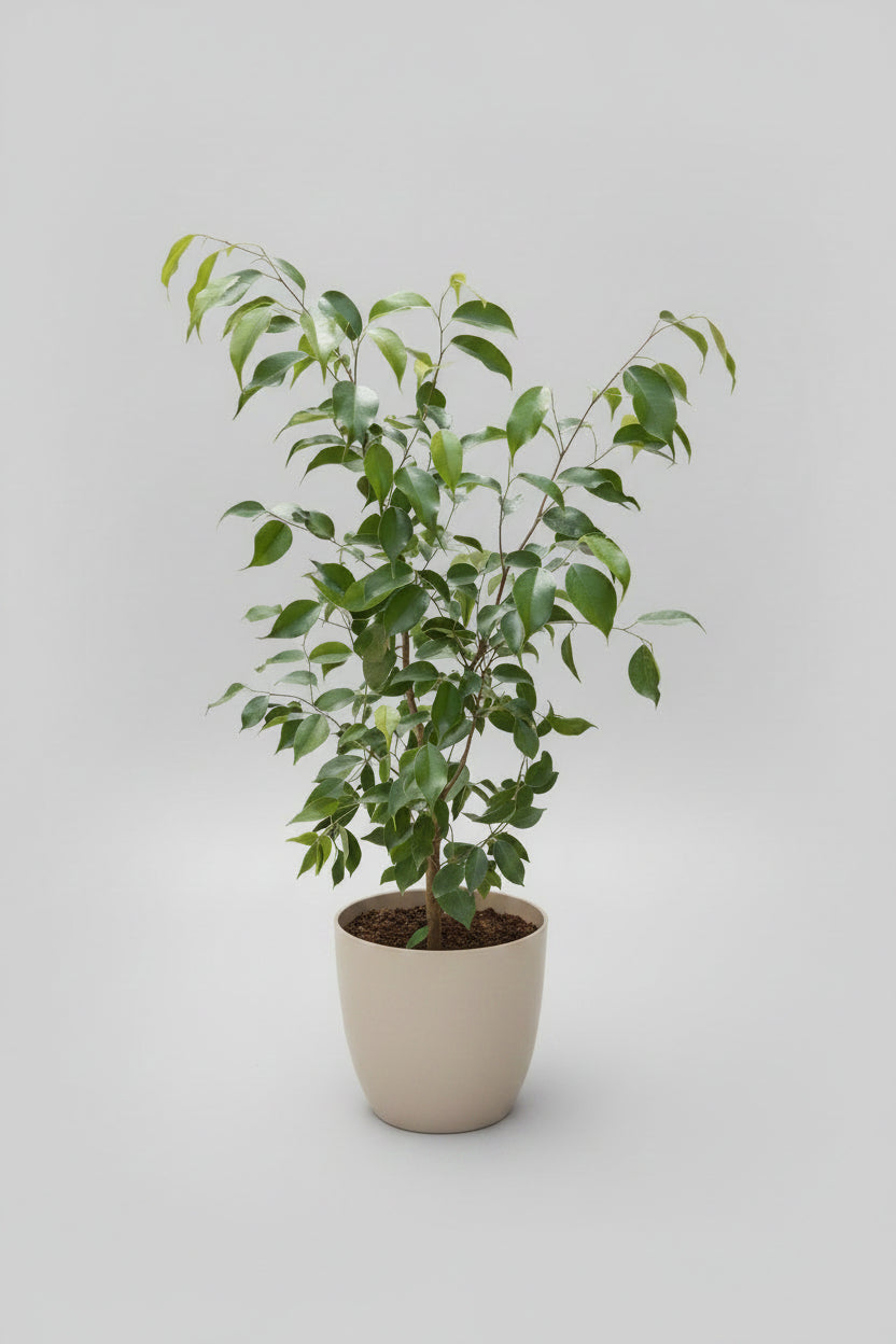 Bill L (Ficus Benjamina)