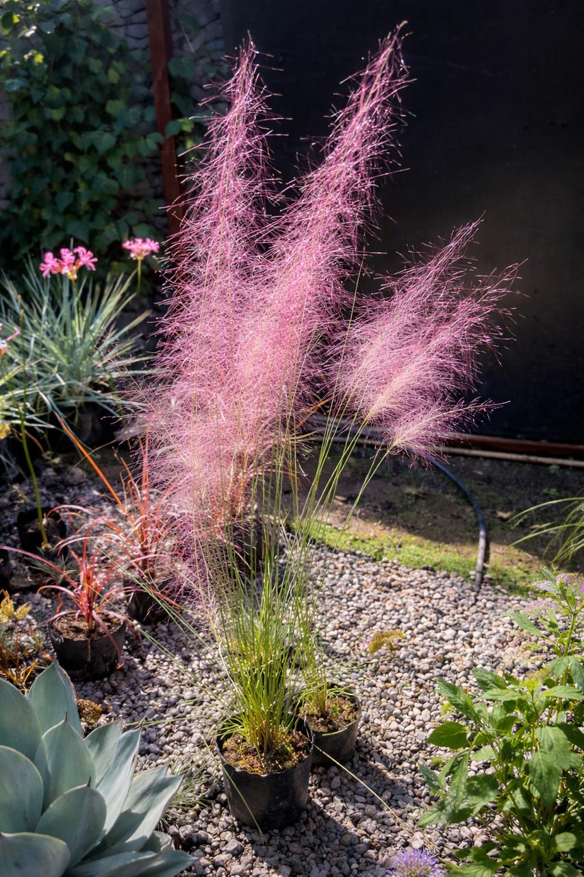 Pasto Rosa (Mulhlenbergua Capillaris)