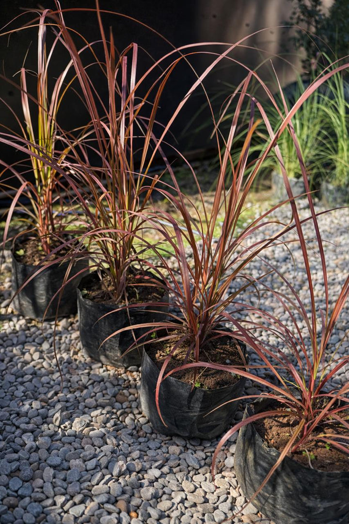 Pasto Púrpura (Penisetum rubra)