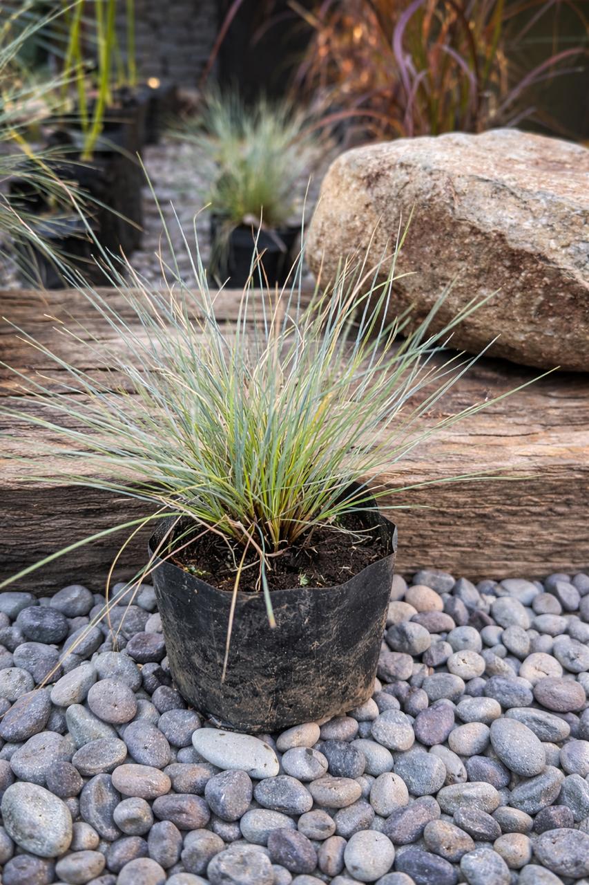 Azulina (Festuca Glauc)