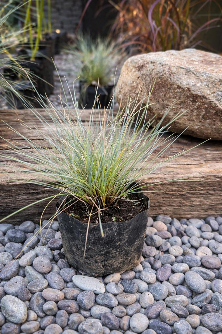 Azulina (Festuca Glauc)