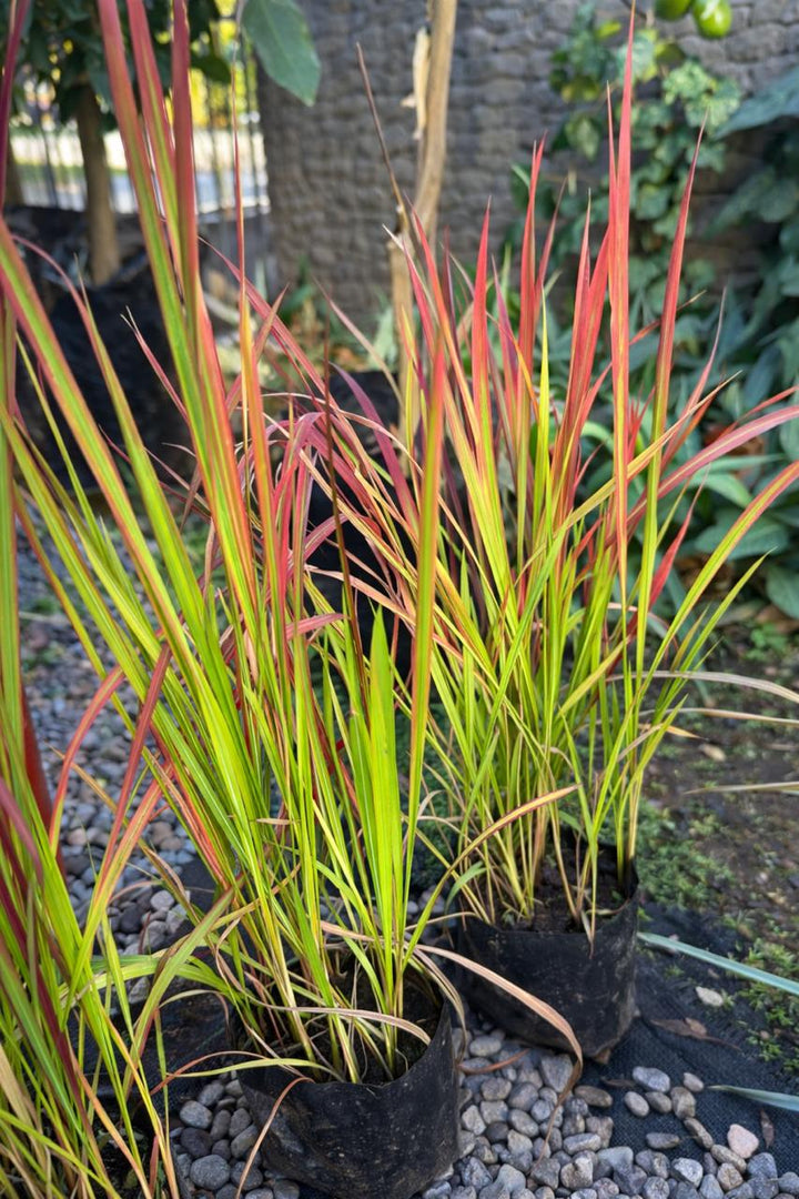Pasto Japonés Rojo (Imperata Cylíndrica)