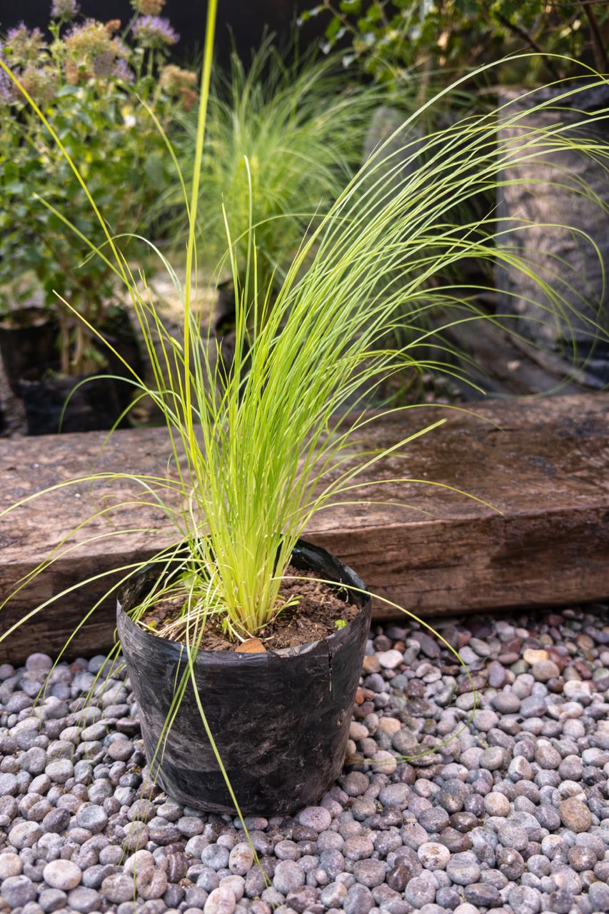 Africano (Penisetum Rupelianum)