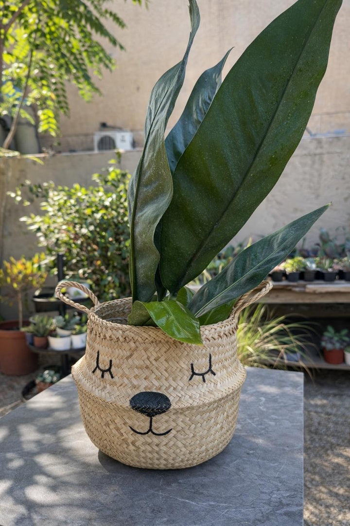 Balú (Canasto de Fibra Natural), L
