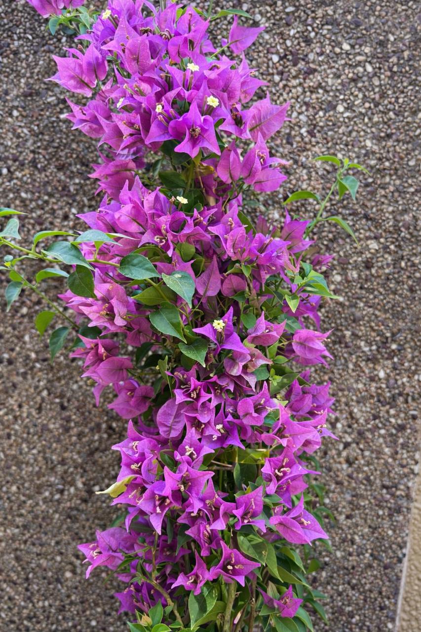 Bugambilia Enredadera XL