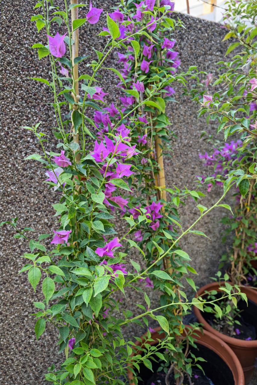 Bugambilia Enredadera XL
