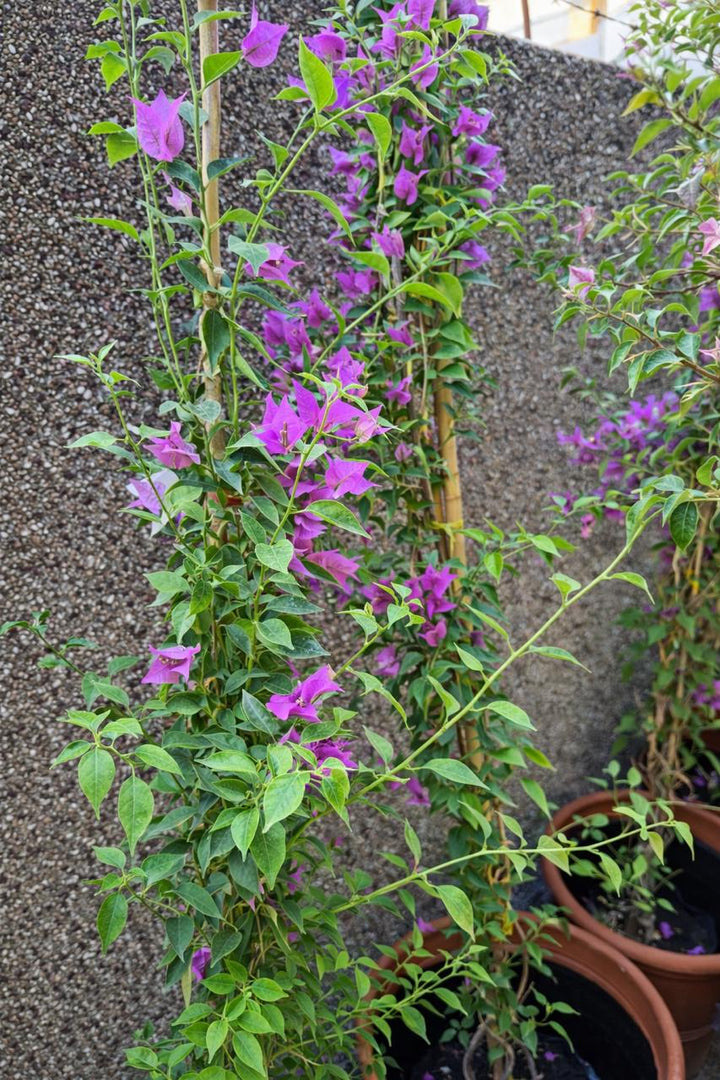 Bugambilia Enredadera XL