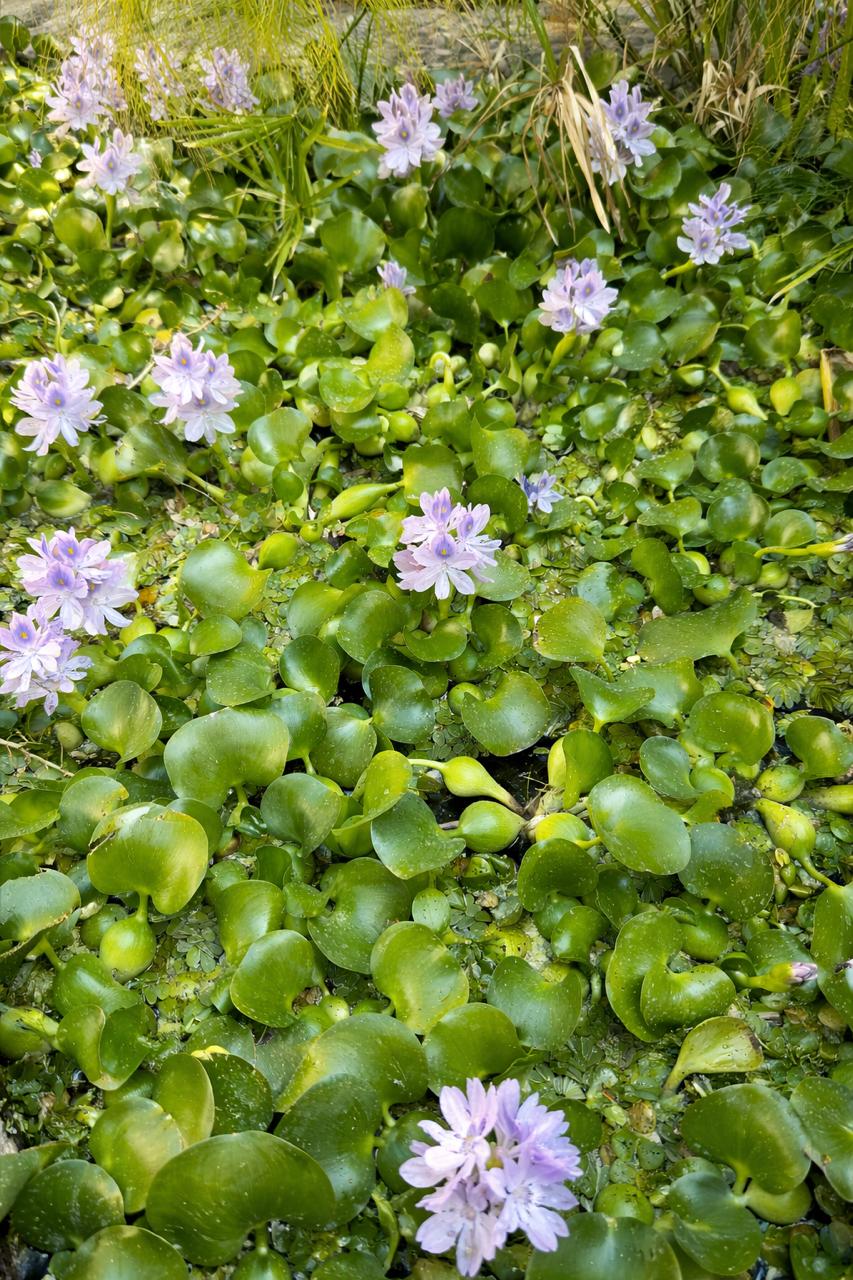 Jacinto (Eichornia Crassipes)