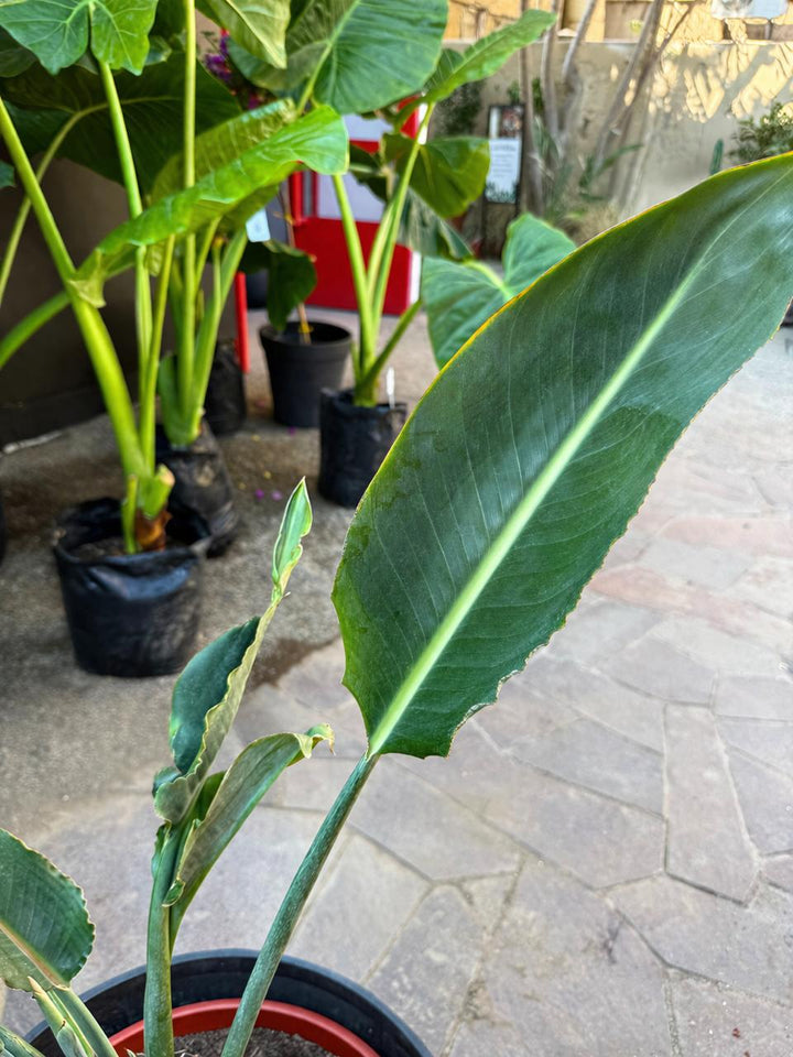 Flor Del Pájaro L (Strelitzia Reginae)