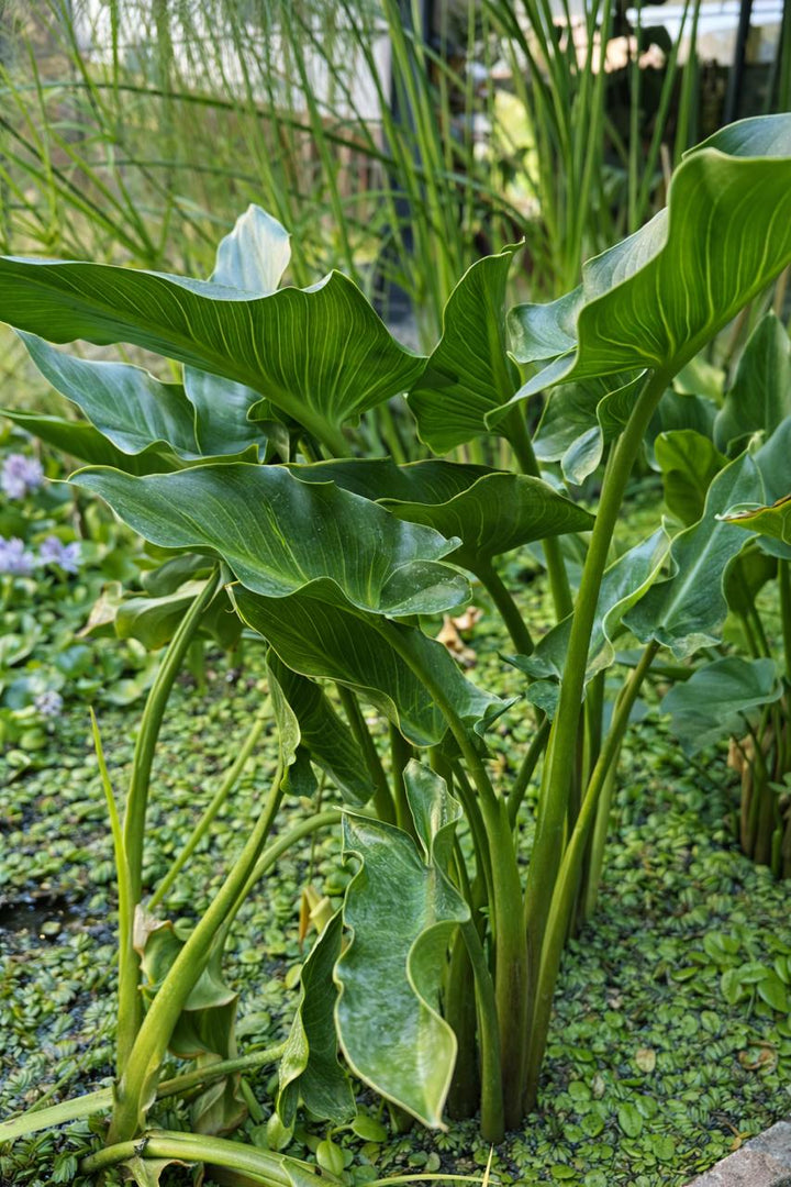 Cala (Zantedeschia aethiopica)
