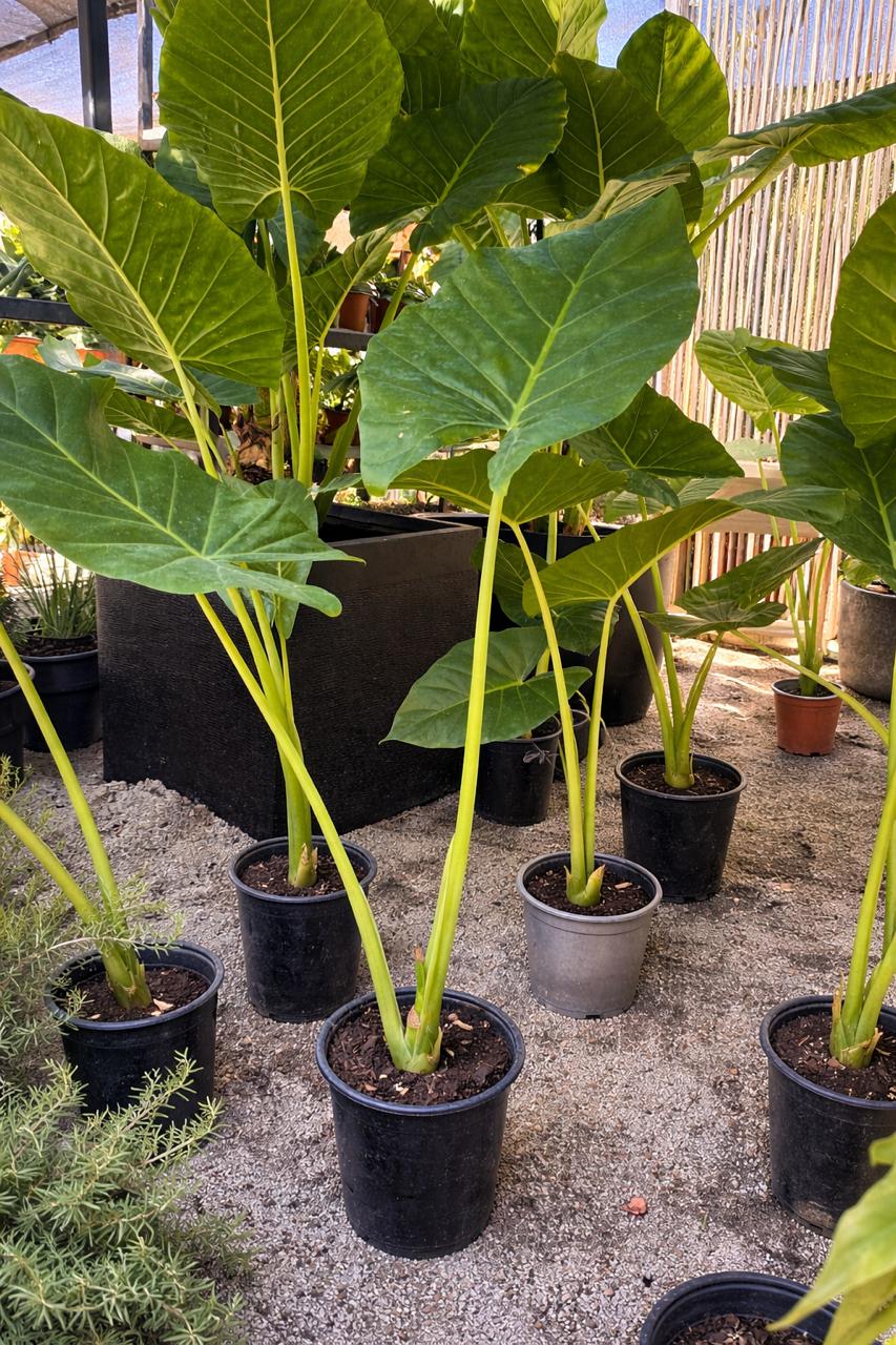 Mowgli L (Manto de Eva)