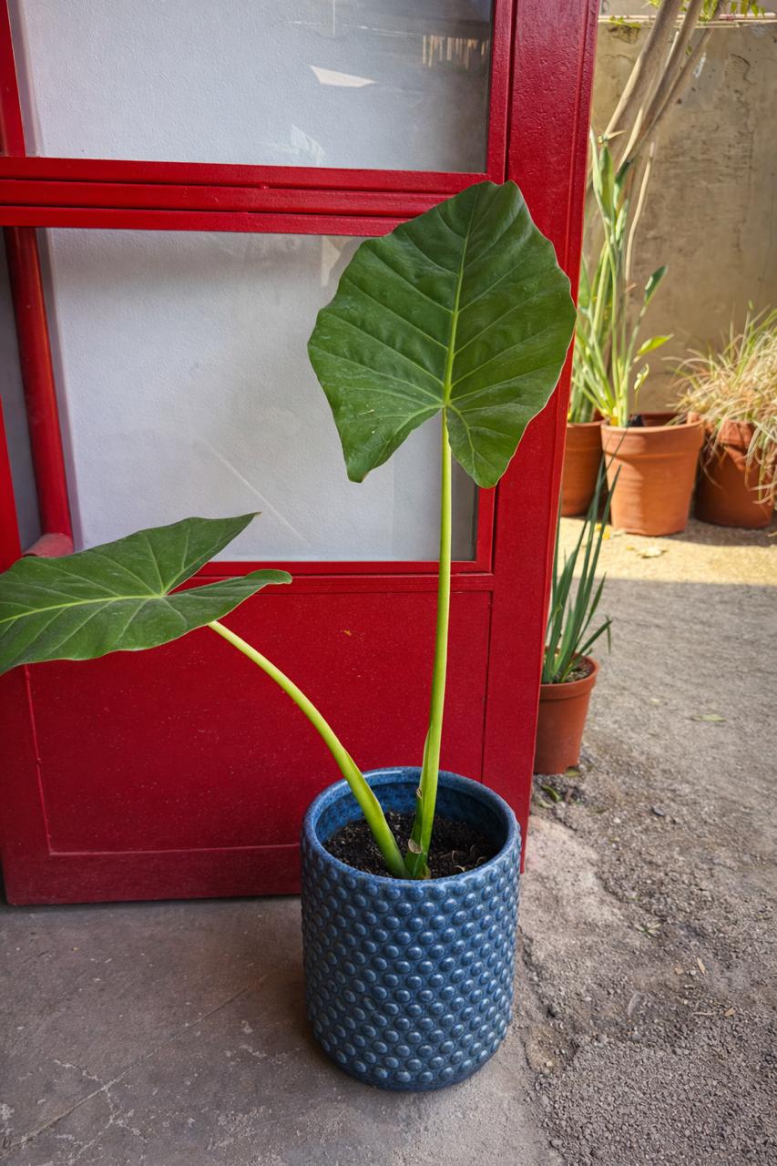 Mowgli L (Manto de Eva)