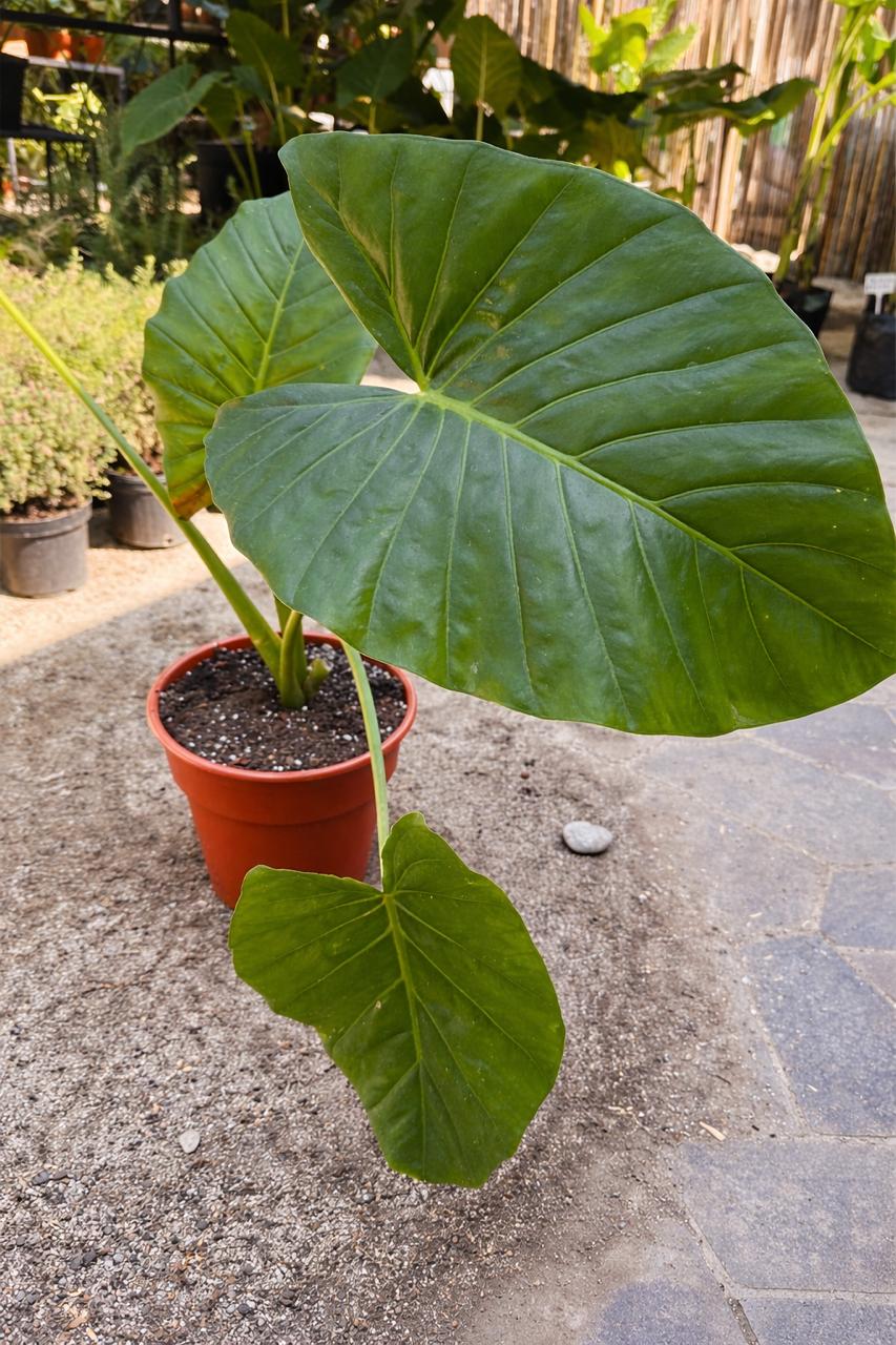 Mowgli XL (Manto de Eva)