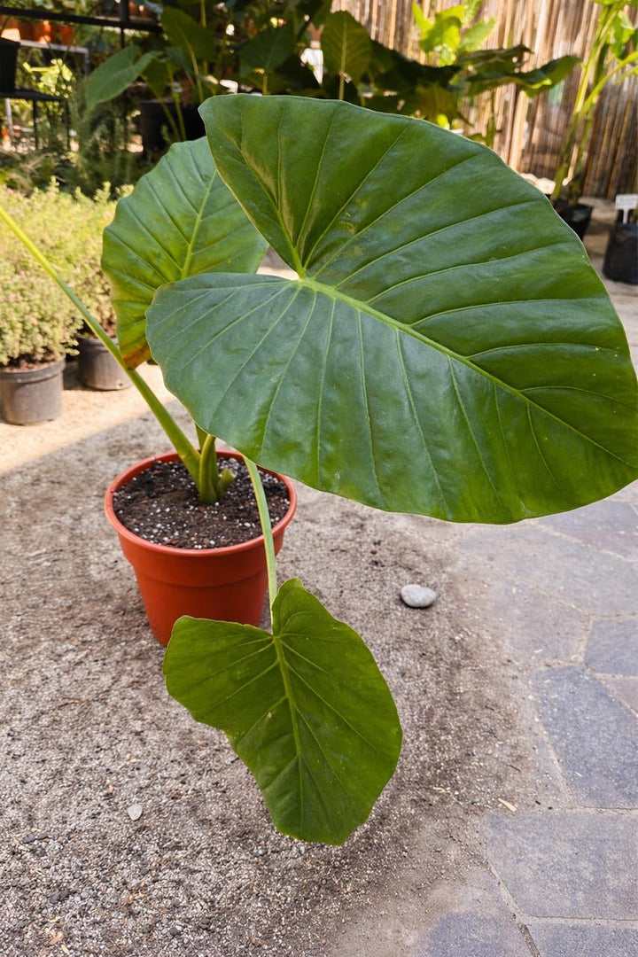 Mowgli XL (Manto de Eva)