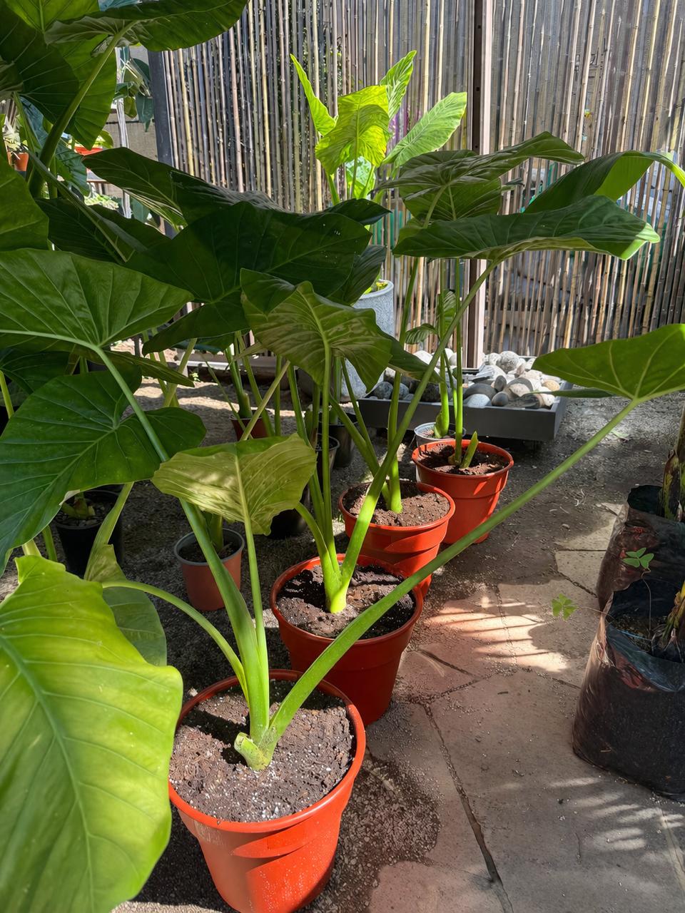 Mowgli XL (Manto de Eva)