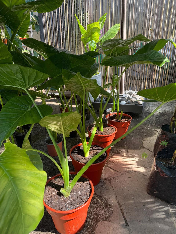 Mowgli XL (Manto de Eva)