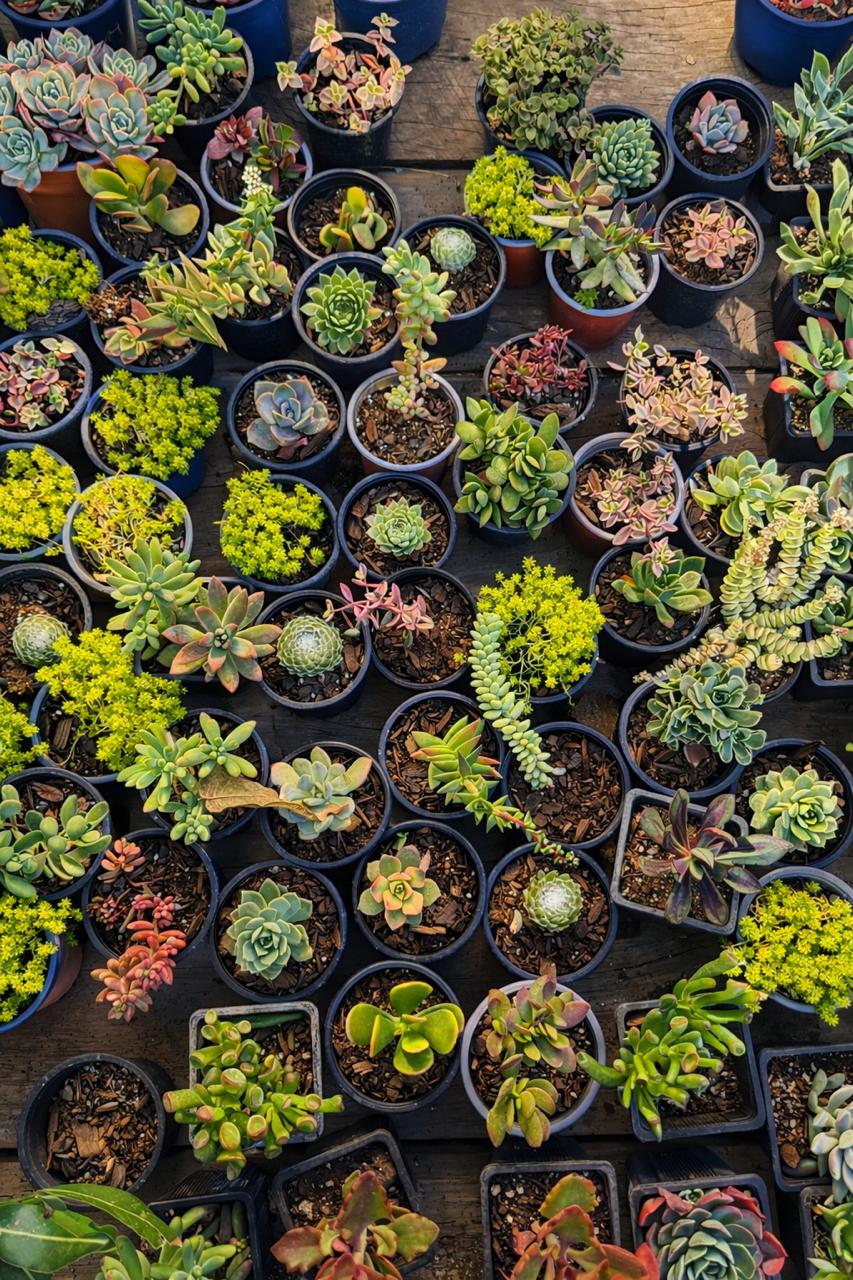 Suculentas
