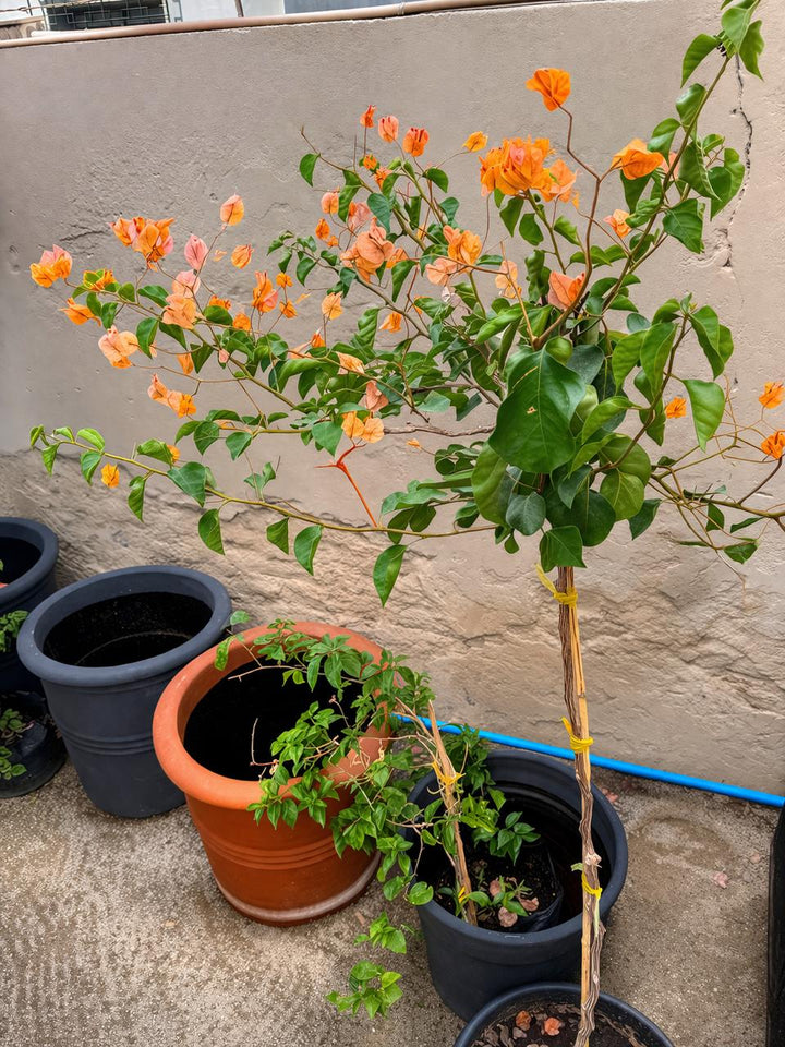 Emilia XXL (Bugambilia pie alto)