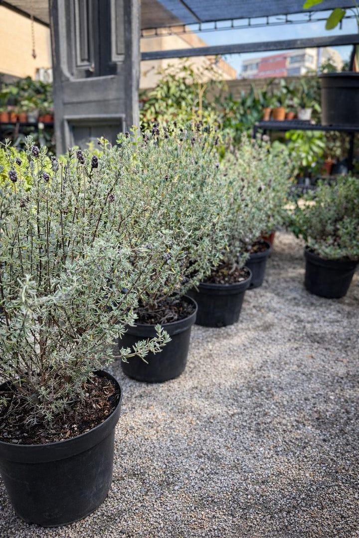 Laura (Lavanda)