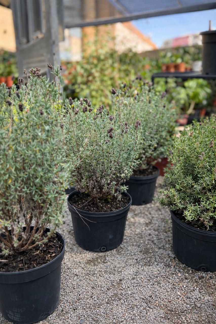 Laura (Lavanda)