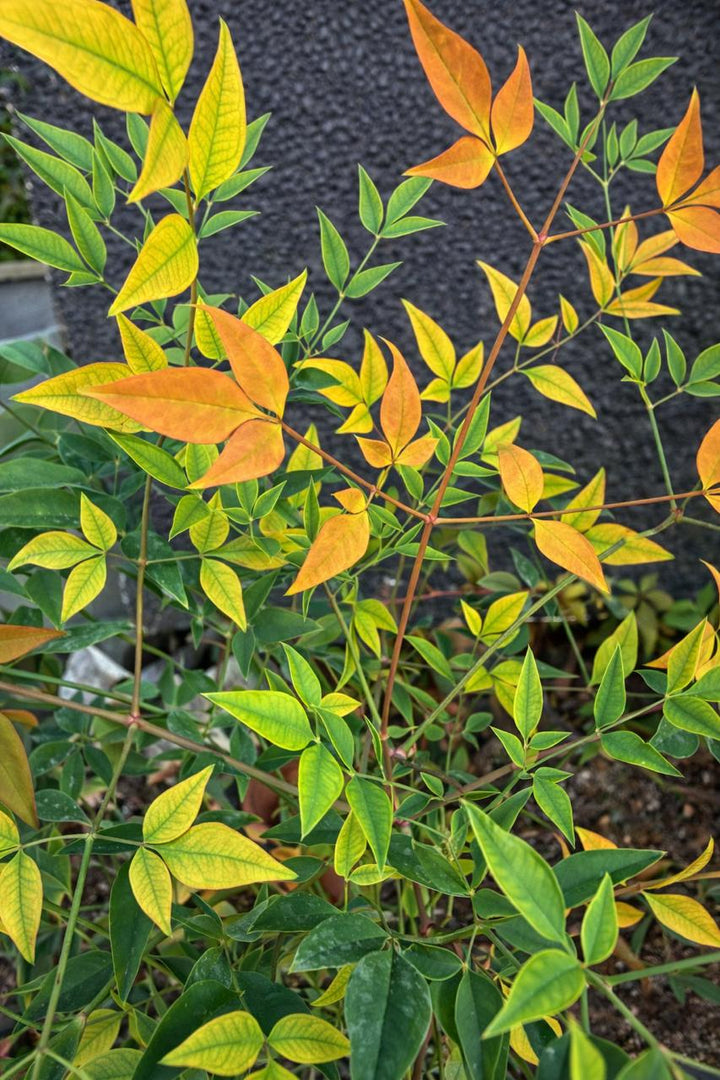 Nandina L