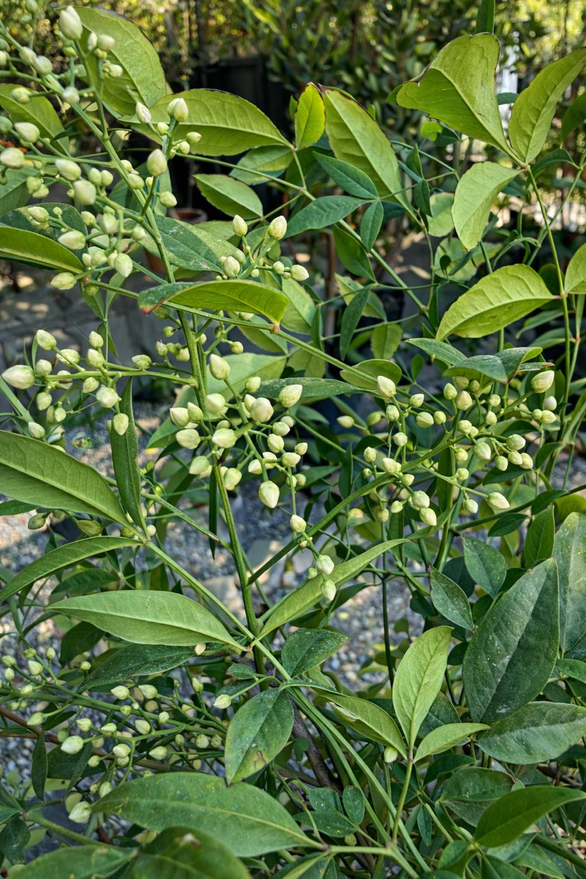 Nandina XL