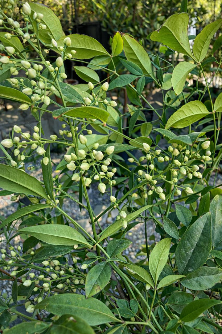 Nandina XL