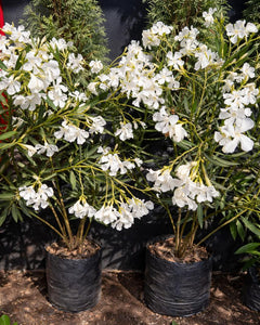 Leonel (Laurel de flor)