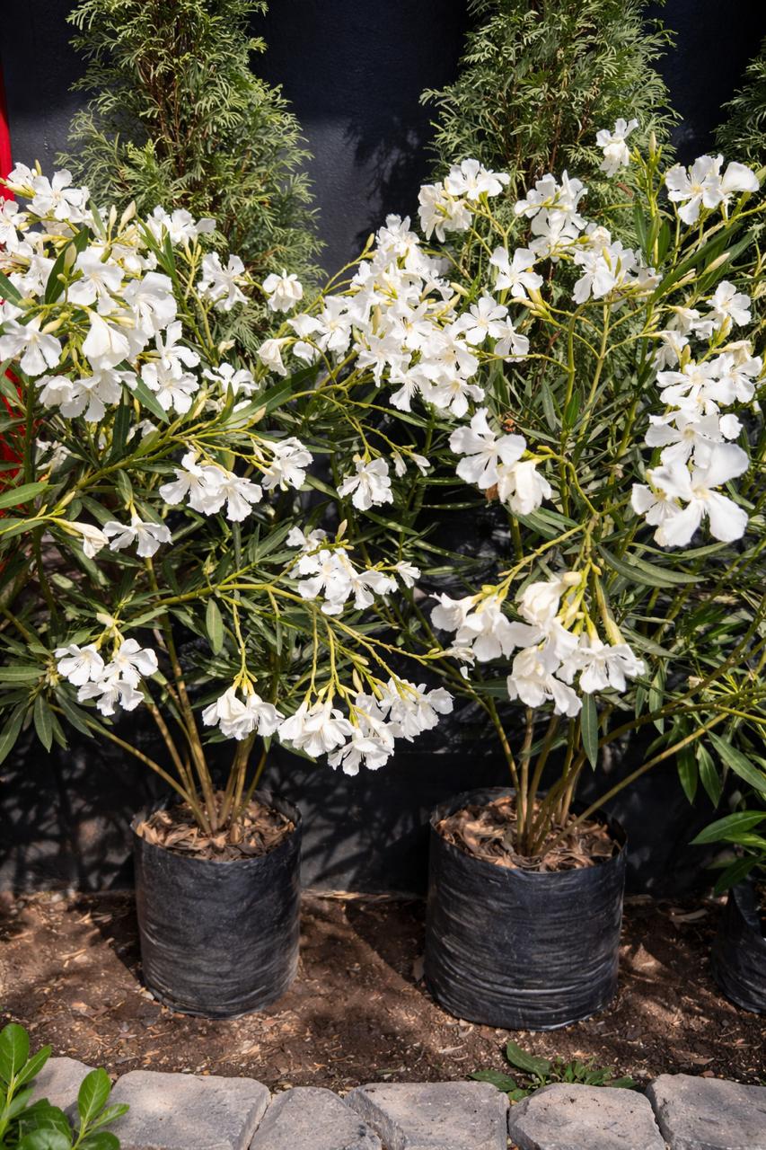 Leonel (Laurel de flor)