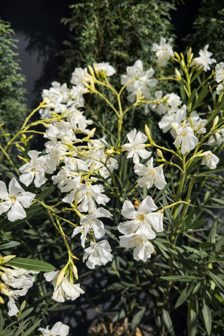 Leonel (Laurel de flor)