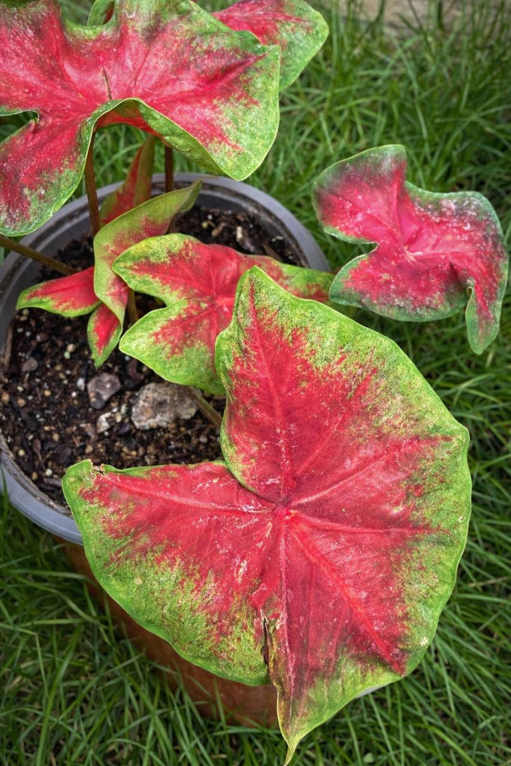 Chris (Caladium Red Alert)