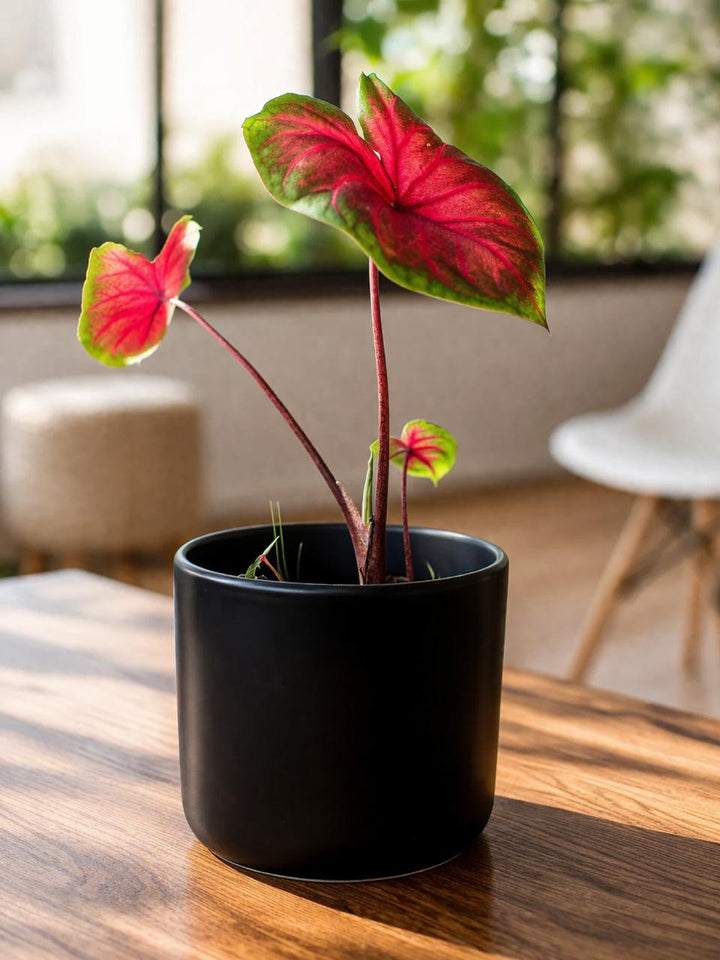 Chris (Caladium Red Alert)