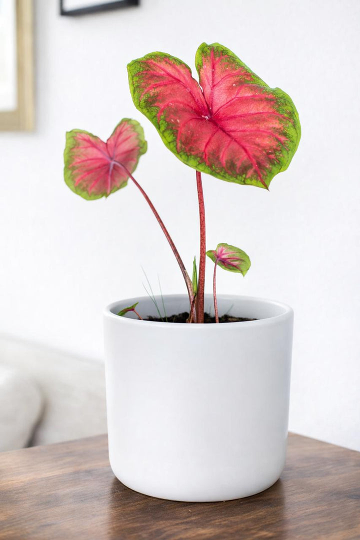 Chris (Caladium Red Alert)
