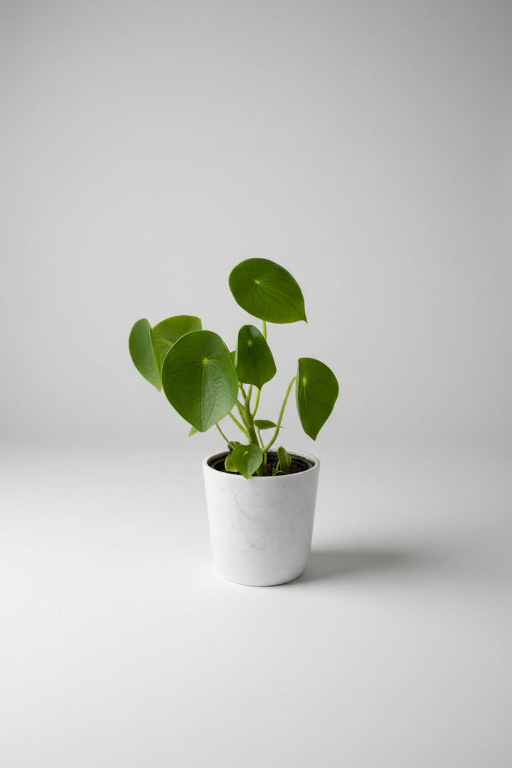 Perla M (Peperomia Cucharita)