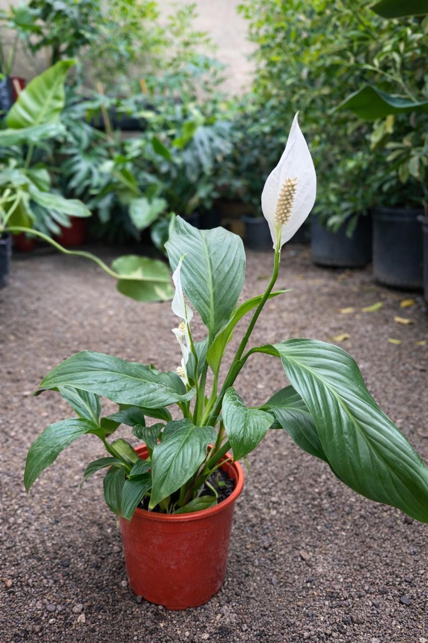 Spike L (Spathyphillum)