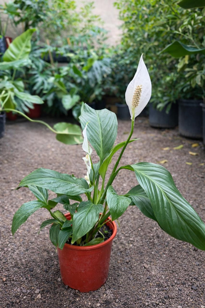 Spike L (Spathyphillum)